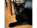 Adopt Handsome Skittles a Domestic Shorthair / Mixed cat in Potomac