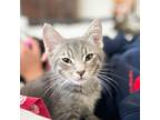 Adopt Fuji a Domestic Shorthair / Mixed cat in Potomac, MD (38863514)