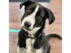 Adopt Tucker a Shepherd (Unknown Type) / Husky / Mixed dog in Potomac
