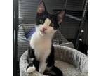 Adopt Kevin a Domestic Shorthair / Mixed cat in Potomac, MD (38853054)