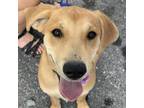 Adopt Ella a Labrador Retriever / Hound (Unknown Type) / Mixed dog in Potomac