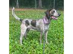 Adopt Bijou a English (Redtick) Coonhound / Mixed dog in Rocky Mount