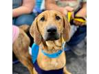Adopt Colton a Redbone Coonhound / Mixed dog in Rocky Mount, VA (38909605)