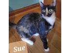 Adopt Sue a Domestic Shorthair / Mixed cat in Rocky Mount, VA (38714683)
