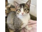 Adopt Chimichurri a Domestic Shorthair / Mixed cat in Rocky Mount, VA (38909608)