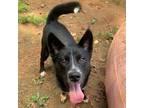 Adopt Max a Shepherd (Unknown Type) / Labrador Retriever / Mixed dog in Rocky