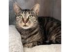 Adopt Harlowe a Domestic Shorthair / Mixed cat in Rocky Mount, VA (38657119)