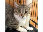Adopt Briar a Domestic Shorthair / Mixed cat in Rocky Mount, VA (38714688)