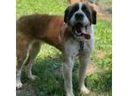 Adopt Tulip a St. Bernard / Mixed dog in Rocky Mount, VA (38714674)