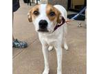 Adopt Bronny a Australian Cattle Dog / Mixed dog in Spring Hill, KS (38633973)