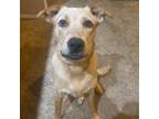 Adopt Koby a Australian Cattle Dog / Mixed dog in Spring Hill, KS (38633972)
