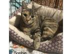 Adopt Sophie a Domestic Shorthair / Mixed cat in Spring Hill, KS (38898555)