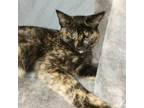Adopt Adidas a Domestic Shorthair / Mixed cat in Potomac, MD (38819858)