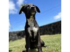 Adopt Marvel litter : Marvel a Black Whippet / Mixed Breed (Medium) / Mixed dog