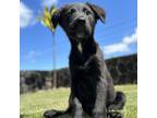 Adopt Marvel litter: Loki a Black Whippet / Mixed Breed (Medium) / Mixed dog in