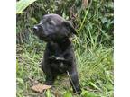 Adopt Marvel Litter: Panther a Black Whippet / Mixed Breed (Medium) / Mixed dog