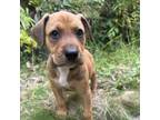 Adopt Marvel litter: Groot a Tan/Yellow/Fawn Whippet / Mixed Breed (Medium) /