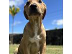 Adopt Marvel Litter: Thor a Tan/Yellow/Fawn Whippet / Mixed Breed (Medium) /