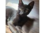 Adopt O'Malley a Domestic Shorthair / Mixed cat in Rocky Mount, VA (38665825)