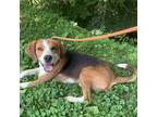 Adopt Happy a Hound (Unknown Type) / Mixed dog in Rocky Mount, VA (38830516)