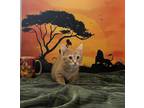 Adopt Mufassa a Orange or Red Domestic Shorthair (short coat) cat in mishawaka