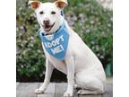 Adopt Billy a Labrador Retriever / Mixed dog in Pacific Grove, CA (38645632)