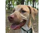 Adopt Trixie a Tan/Yellow/Fawn Labrador Retriever / Mixed dog in Cabot