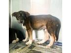 Adopt Ramona a Brown/Chocolate Husky / Mixed dog in Edinburg, TX (38887101)