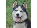 Adopt Brew a Black - with White Siberian Husky / Mixed dog in San Juan Bautista