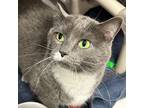 Adopt Belle -- Bonded Buddy With Tigger a Domestic Short Hair