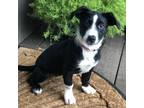 Adopt Penny D13453 a Black Border Collie / Mixed dog in Minnetonka