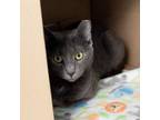 Adopt Connie a Domestic Short Hair