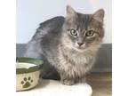 Adopt Bette a Gray or Blue Domestic Mediumhair / Mixed cat in Springfield