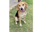 Adopt Duke a Brown/Chocolate - with Black Foxhound / Hound (Unknown Type) dog in