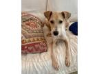 Adopt Chanel a White - with Tan, Yellow or Fawn Whippet / Mixed dog in West