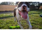 Adopt Viktor a White - with Brown or Chocolate Pit Bull Terrier dog in Howey in
