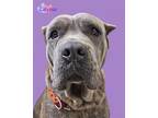 Adopt Calypso a Mastiff, Mixed Breed