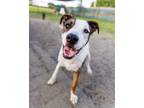 Adopt Pammie a White - with Brown or Chocolate Pit Bull Terrier dog in Howey in