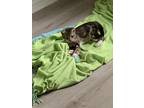 Adopt Winston a Brown Tabby Domestic Shorthair (short coat) cat in Deltona
