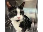 Adopt Dc a Domestic Short Hair