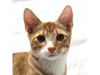 Adopt Johnson a Orange or Red Domestic Shorthair / Mixed cat in Texas City