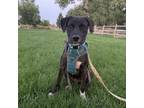 Adopt Blue a Brindle Terrier (Unknown Type, Small) / Mixed dog in Fort Collins