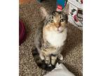 Adopt Alessia a Calico or Dilute Calico Domestic Shorthair / Mixed (short coat)