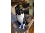 Adopt Dino a Black & White or Tuxedo Domestic Shorthair / Mixed (short coat) cat
