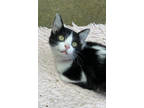 Adopt MoonPie a White Domestic Mediumhair / Domestic Shorthair / Mixed cat in