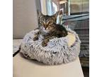 Adopt Wilda a Domestic Short Hair