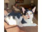 Adopt Simon a Black & White or Tuxedo Domestic Shorthair (short coat) cat in