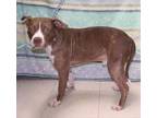 Adopt Crown/clown a Tan/Yellow/Fawn American Pit Bull Terrier dog in Forrest