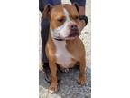 Adopt WHINEY a Boxer / Mixed Breed (Medium) / Mixed dog in Crossville