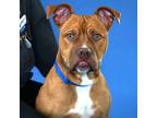 Adopt Milo a American Pit Bull Terrier / Mixed dog in Rehoboth Beach